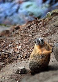Marmots wear out welcome | The Spokesman-Review