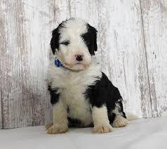 What is the difference between adopting a dog, adopting a cat, adopting a kitten or adopting a puppy versus getting dogs for sale, cats for sale, puppies for sale or kittens for sale from. Pin On Dogs