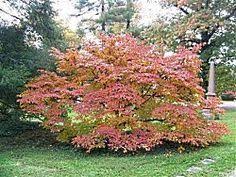 Image Result For Cornus Mas Golden Glory Fall Color Dogwood Shrub Shrubs Landscape Trees