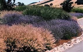 Its low growth habit gives good coverage over your garden. Sonoma Design Build Landscaper Details Landscape Art
