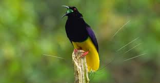 Dancing with the birds imdb flag. Dancing With The Birds Offers A Fun Look Into Strange Mating Calls Green World Alliance