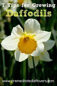 7 Tips For Growing Daffodils Daffodils Planting Daffodil Gardening Daffodils