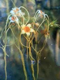 Image result for Strophanthus kombe