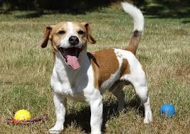 For anything please contact us at. 10 Cute Short Haired Medium Sized Dog Breeds The Buzz Land