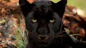 Panther Full Hd Hdtv Fhd 1080p Wallpapers Hd Desktop Backgrounds 1920x1080 Images And Pictures Marvel's new movie on the african prince is featuring chadwick 5.