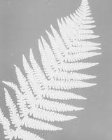 Bildergebnis für The Estate of Anwar Jalal Shemza