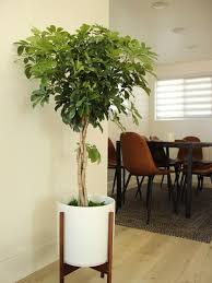 Image result for Schefflera