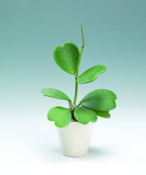 Aussergewohnliche Zimmerpflanzen Herzpflanze Oder Kleiner Liebling Genannt Pflanzen Zimmerpflanzen Echte Blumen