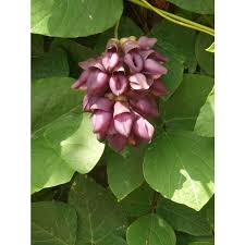 Image result for Cyclocarpa