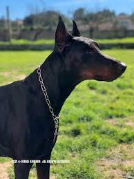 In this video, i'll discuss two of the absolute best ways to find reputable breeders of both european and american dobermans. European Dobermann Lovers Breeders And Owners Home Facebook