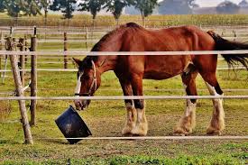 Find deals on products in farming supplies on amazon. How To Choose The Best Heated Water Bucket For Horses