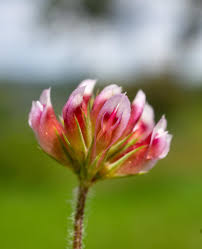 Image result for Trifolium masaiense