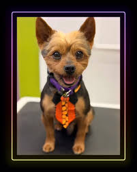 Happy Wednesday! We’ve Hit the Hump Day Peak! ☀️, Good morning, everyone!  We hope your Wednesday is off to a wonderful start! We’re officially over  the Hump Day hill and coasting straight toward the ...