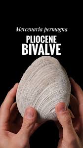 Image result for Dissotis falcipila