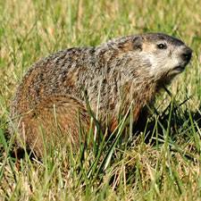 Build fences around plants they may otherwise eat. Dnr Fish Wildlife Groundhog