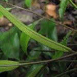 Image result for Lomariopsis guineensis