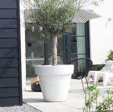 O L I V E T R E E Tuin Tuin Ideeen Tuin Ikea