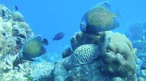 Snorkelen Op Bonaire Youtube