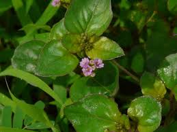 Image result for Boerhavia diffusa