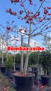 Image result for Bombax
