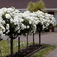 Mature flowering trees on sale at ty ty nursery. Roses Garden Express Australia S Largest Online Nursery