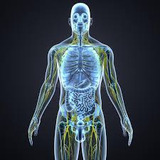 Check spelling or type a new query. Human Nervous System With Anatomy Anterior View Stock Illustration Illustration Of Signals Receptor 107563477