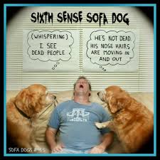 Sixth Sense Sofa Dog Episode 465 Sofa Dogs Dog Sofa Funny Dogs Make Me Laugh