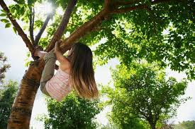 Girl Climbing A Tree Tree Tree Saw Natural World