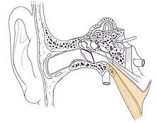 Fluid in the ear fluid in the ear may prevent ears from popping as the thickened fluid blocks the auditory tube, which prevents fluid from draining into the back of the throat. Ear Clearing Wikipedia