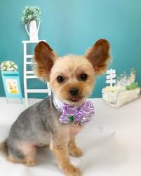 ヨーキーのティニーちゃんすっきりサマーカットです担当 永瀬 蕨市 埼玉県トリミング 動物病院 ワラビー動物病院 ドッグサロン トリミング トリミングサロン ドッグサロン トリマー groom grooming dog yorkshire terrier yorkie funny animals