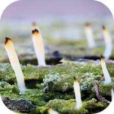 Image result for Multiclavula mucida