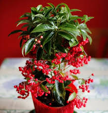 Image result for Ardisia staudtii