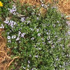 What to do with blue creeping speedwell flowers? Veronica Waterperry Blue Creeping Speedwell Speedwell Veronica Waterperry Blue North Carolina Extension Gardener Plant Toolbox
