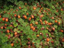 Image result for Rubus