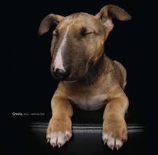 Yasemin Sonmez Adli Kullanicinin Animals Panosundaki Pin Pitbull Kopek Turleri Yavru Kopek