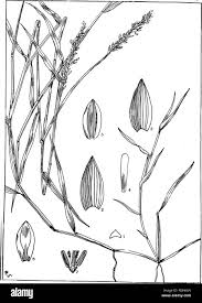 Image result for Panicum hymeniochilum