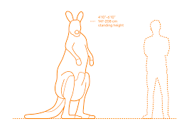The eastern grey kangaroo has a white face, while the western grey kangaroo's face has a darker complexion. Red Kangaroo Dimensions Drawings Dimensions Com
