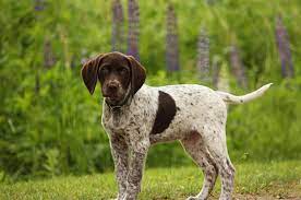 Puppyfinder.com is your source for finding an ideal german shorthaired pointer puppy for sale in usa. Boingle History Temperament Care Training Feeding Pictures