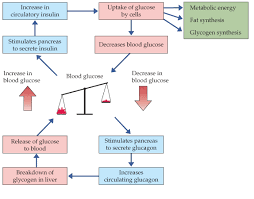 Body Functions Nygma Science