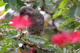 Image result for Calliandra tweedii