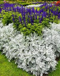 Image result for Jacobaea maritima