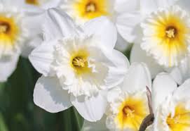 We did not find results for: March Birth Flower More Daffodil Proflowers