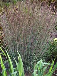 Image result for Schizachyrium brevifolium