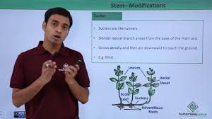What does stem stand for in education? Stem Modifications Youtube