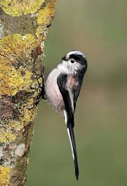 Pin By Callum Goddard On Nature In 2020 Pet Birds Colorful Birds Beautiful Birds
