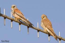 El cernícalo primilla es una especie estival en sentido estricto, llegando aquí en pleno mes de julio y marchando ya a comienzos de septiembre. Lesser Kestrels Falco Naumanni 2015 Vertebrate Zoology Research Group