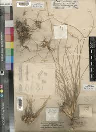 Image result for Lintonia nutans