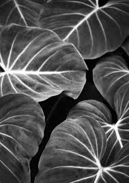 Black And White Plants Photography Mollymawk Photography Art Print Leaf Black And White Film Photography Shot In New Zealand Black And White Film Film Photography Image Photography