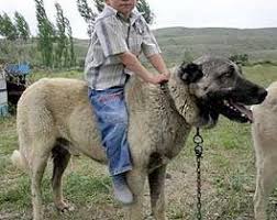 Der körper ist muskulös und etwas länger als hoch. Labrador Oder Akbash Kangal Hundesport Ausstellungen Haustiere De Forum
