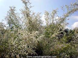 Image result for Aerva leucura